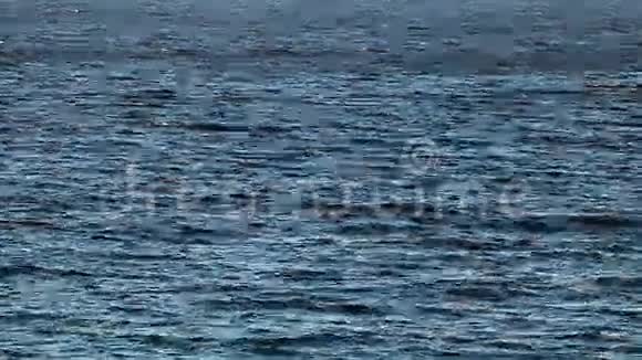 渔船带着海鸥返回港口视频的预览图