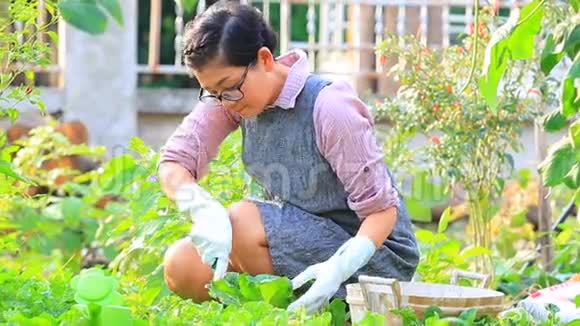 在家庭菜园工作的亚洲妇女视频的预览图