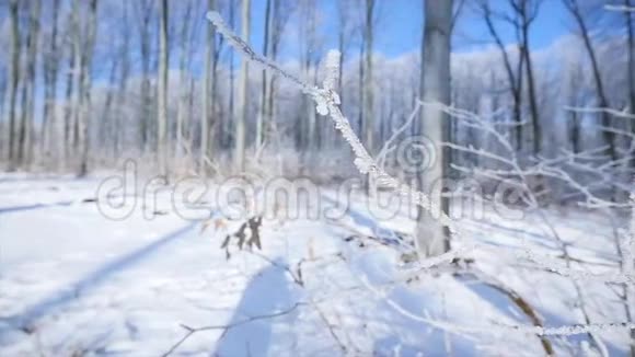 冬季结霜的裸树枝视频的预览图