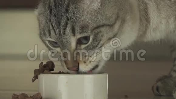 猫吃湿食物的肉片慢动作股票录像视频的预览图