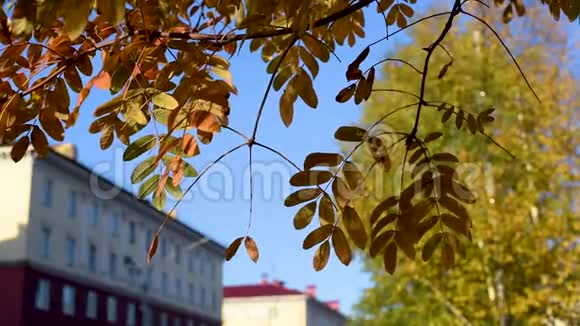 城市环境中露天山灰的秋叶视频的预览图