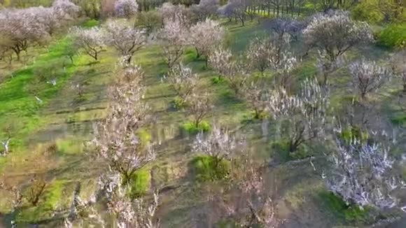 镜头飞过樱花树果园春景视频的预览图