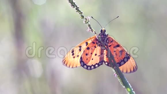 蝴蝶在杂草地上休息视频的预览图