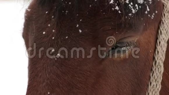 雪下的棕色马脸特写视频的预览图