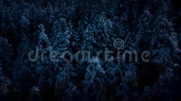 在月光下飞过的雪树视频的预览图