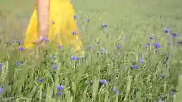 手摸蓝花植物视频的预览图