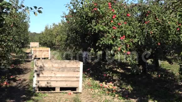 采摘后装满苹果的木箱工人们在农场收获水果4K视频的预览图