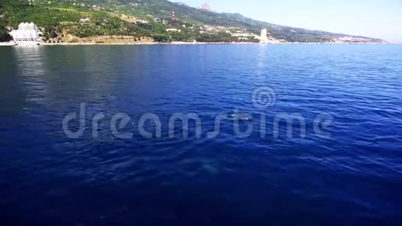 海豚在蔚蓝的大海中游泳海豚在海岸附近游泳视频的预览图