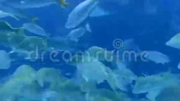 水族馆鱼缸的时间流逝视频的预览图