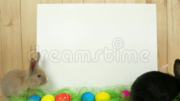 绘画空间可爱的彩色兔子玩得开心白色背景文字复活节符号视频的预览图