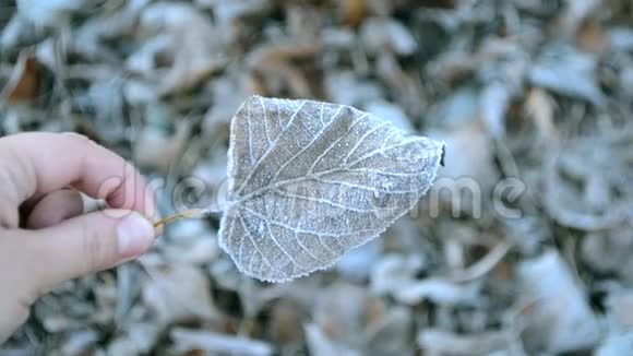 覆盖着霜冻的叶子视频的预览图