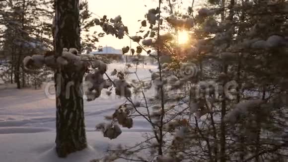 阳光冲破白雪覆盖的松枝股票录像视频的预览图
