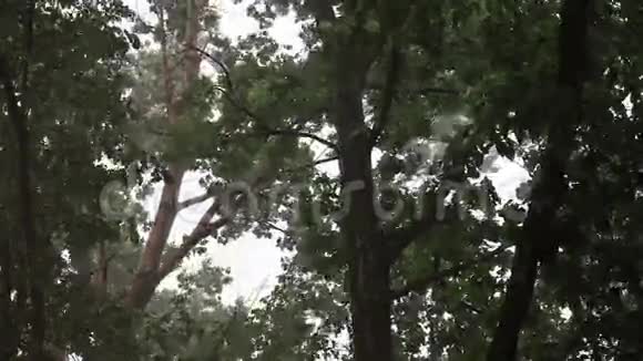 压迫树木的风暴视频的预览图