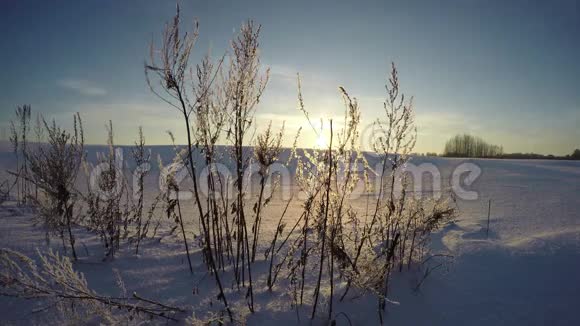 冬天的傍晚田野里夕阳西下时光飞逝视频的预览图