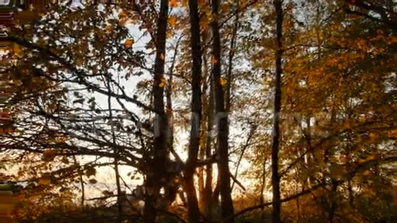 秋天的森林有黄色的叶子和树枝视频的预览图