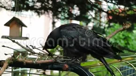 黑乌鸦玩木头科维斯科隆在花园里视频的预览图