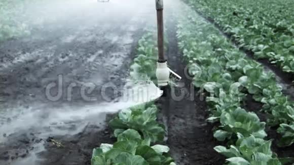 白菜田间灌溉视频的预览图