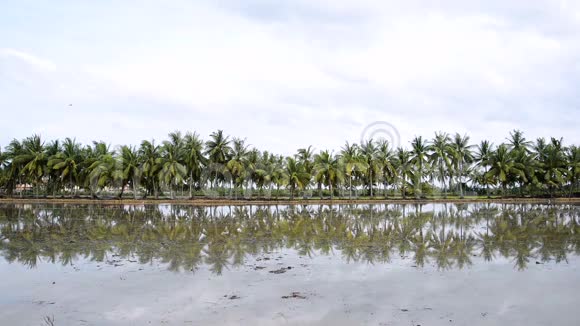 棕榈椰子树在水中的倒影视频的预览图