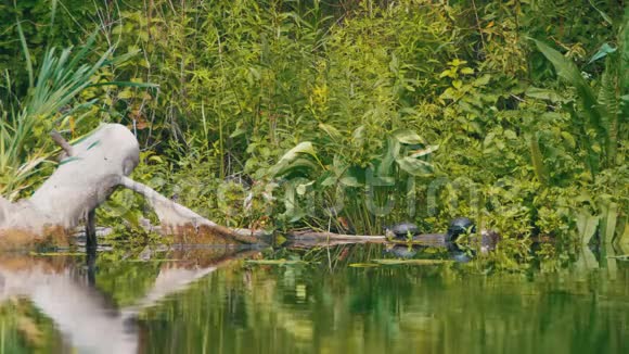 海龟坐在河里的原木上视频的预览图