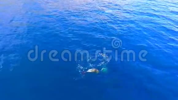 海豚在蔚蓝的大海中游泳海豚在海岸附近游泳视频的预览图