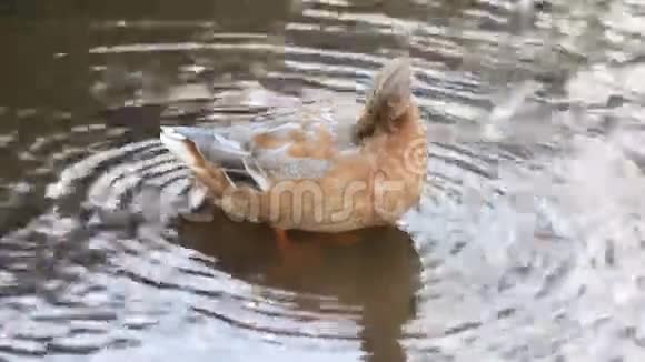 鸭子在池塘里打扫自己视频的预览图
