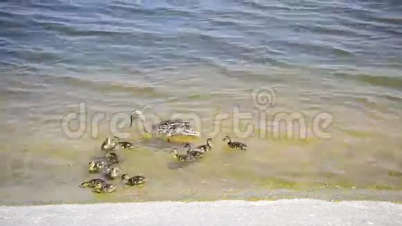 鸭子和一群小鸭子在岸边游泳视频的预览图