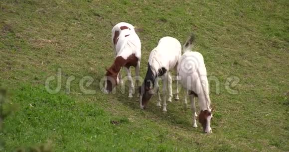 马群在草地上吃草视频的预览图