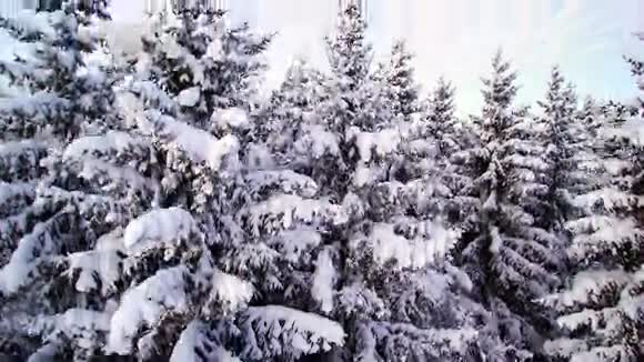 雪地云杉树的空中拍摄视频的预览图