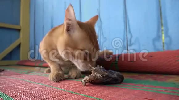 街姜猫吃鱼头视频的预览图
