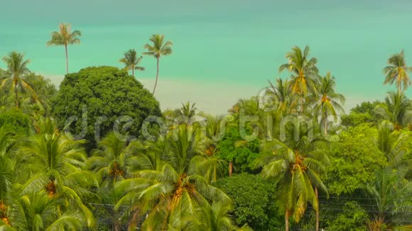 天堂岛异国风情海滩雨前热带植物摇曳视频的预览图