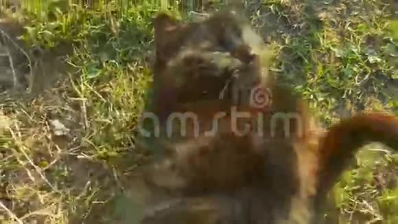 躺在草地上嬉戏的猫黑猫在阳光下放松视频的预览图