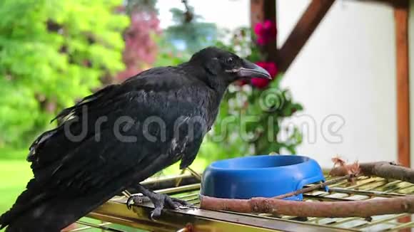 一只黑乌鸦在挖虫子乌鸦CorvusCorone视频的预览图