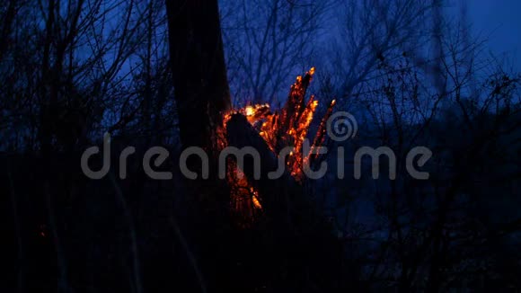 森林里的枯树在夜里燃烧视频的预览图