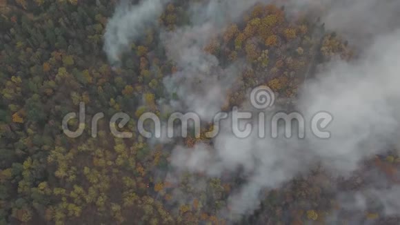 森林里着火烧树烧草视频的预览图