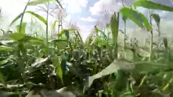 成熟的绿色玉米田视频的预览图