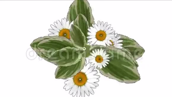 丁香花盛开雏菊植物植被叶片背景视频的预览图