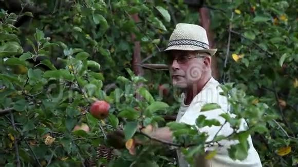 老人在秋天摘苹果视频的预览图