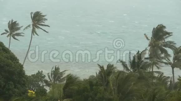 自然灾害飓风期间的海滨景观强烈的旋风吹拂椰子树热带风暴视频的预览图