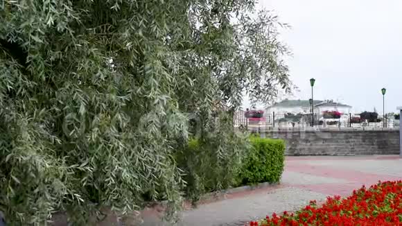 在绿树和灰色天空的背景下城市公园里的雨天视频的预览图