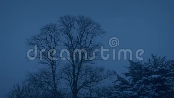 雪夜公园的树木视频的预览图