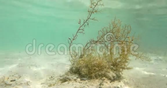 海藻在水下生长视频的预览图