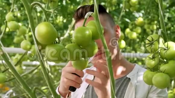 农业和耕作西红柿田里年轻农民的肖像向镜头展示蔬菜关闭视频的预览图