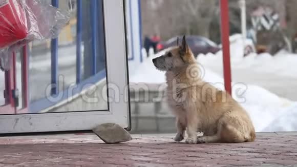 流浪狗坐在杂货店门口等待户外食品视频的预览图