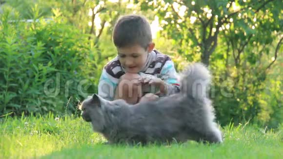 男孩在草地上和一只英国猫玩耍视频的预览图