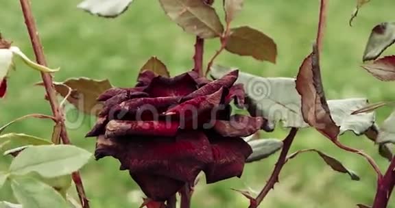 垂死的深红玫瑰在花园里选择焦点复古的颜色垂死的植物在秋天悲伤的秋天的心情视频的预览图