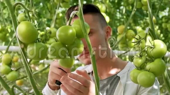 农业和耕作西红柿田里年轻农民的肖像向镜头展示蔬菜关闭视频的预览图