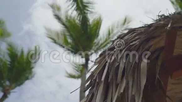 一棵巨大的棕榈树和一个由棕榈叶组成的屋顶视频的预览图