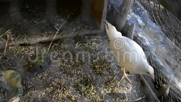 一群小可爱的小鸡在鸡舍里散步把几个星期大的白鸡关在鸡舍里家禽养殖视频的预览图