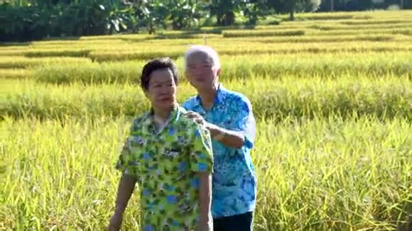 视频亚洲资深夫妇漫步和看稻田研究自然与农业视频的预览图