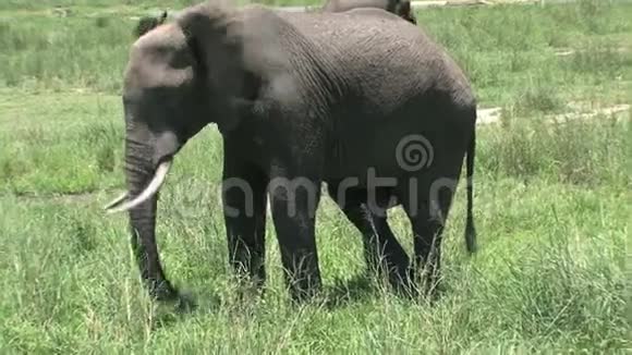 非洲象在草原上行走视频的预览图